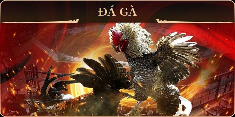 12 bet đá gà trực tiếp campuchia