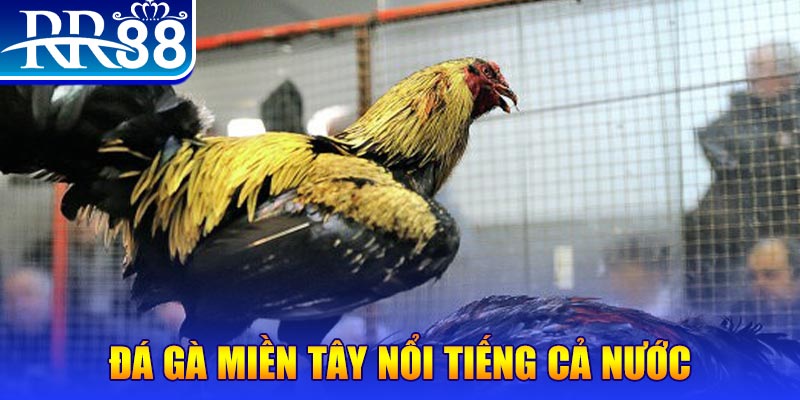 12 bet đá gà 88